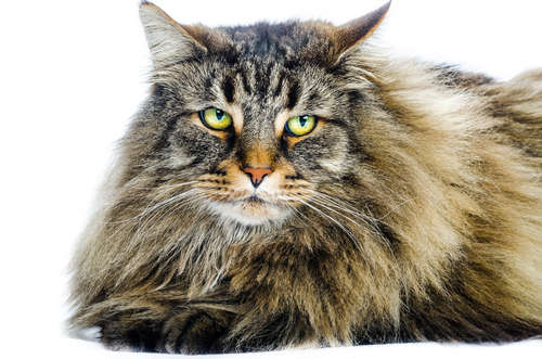 「森の妖精」ノルウェージャンフォレストキャットの飼い方