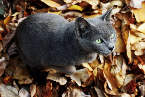 まるで犬のような猫? ロシアンブルーの魅力と飼い方!