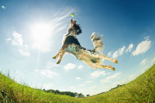 動物,犬,猫,しつけ,飼い方,育て方,病気,健康