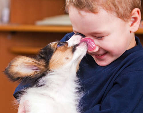 動物,犬,猫,しつけ,飼い方,育て方,病気,健康