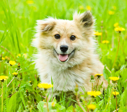 動物,犬,猫,しつけ,飼い方,育て方,病気,健康