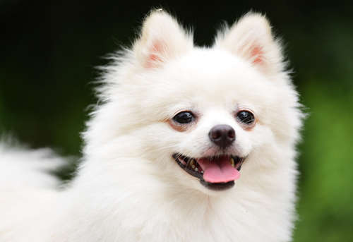 動物,犬,猫,しつけ,飼い方,育て方,病気,健康
