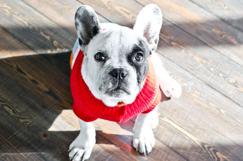動物,犬,猫,しつけ,飼い方,育て方,病気,健康