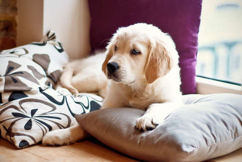動物,犬,猫,しつけ,飼い方,育て方,病気,健康