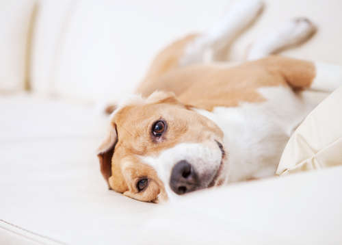 動物,犬,猫,しつけ,飼い方,育て方,病気,健康