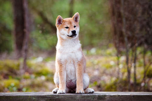 動物,犬,猫,しつけ,飼い方,育て方,病気,健康
