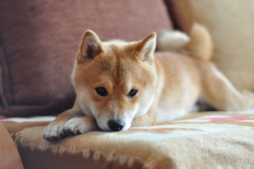 動物,犬,猫,しつけ,飼い方,育て方,病気,健康