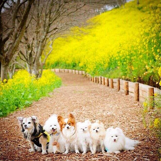動物,犬,猫,しつけ,飼い方,育て方,病気,健康