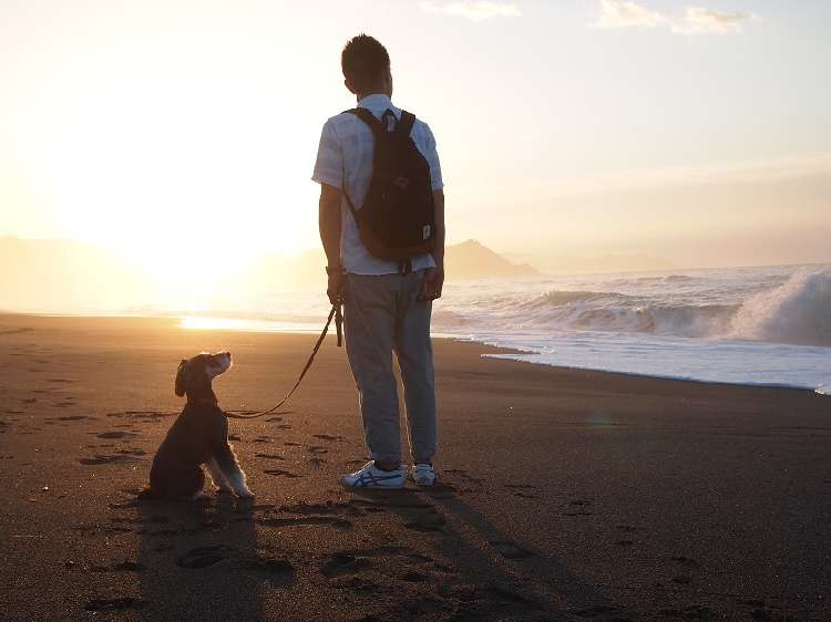 動物,犬,猫,しつけ,飼い方,育て方,病気,健康