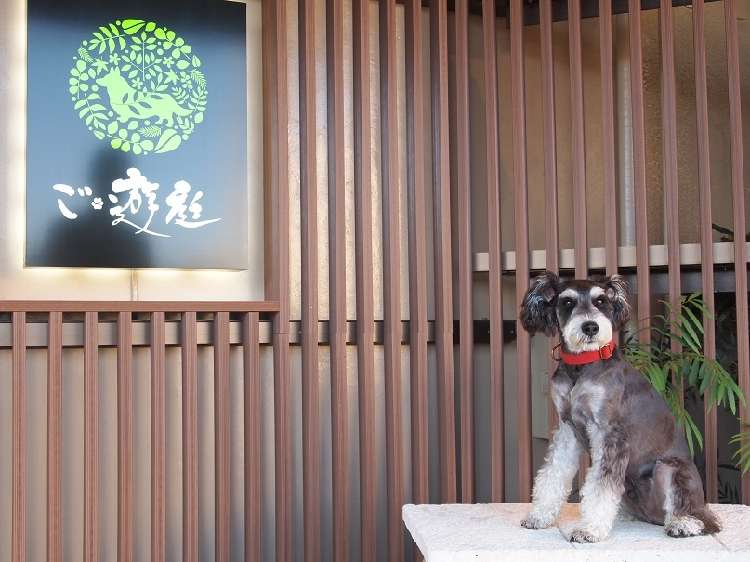 動物,犬,猫,しつけ,飼い方,育て方,病気,健康