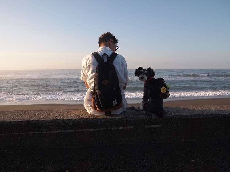 動物,犬,猫,しつけ,飼い方,育て方,病気,健康