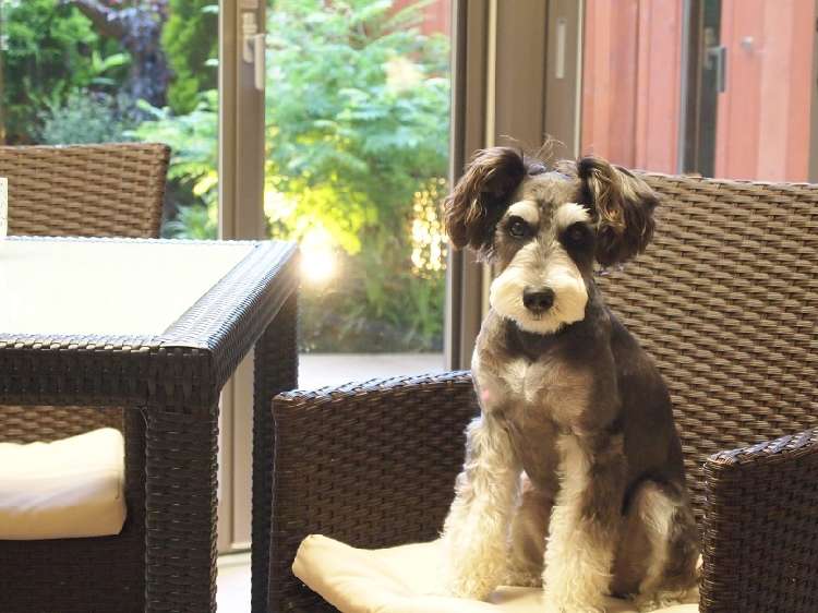 動物,犬,猫,しつけ,飼い方,育て方,病気,健康