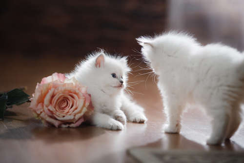 動物,犬,猫,しつけ,飼い方,育て方,病気,健康