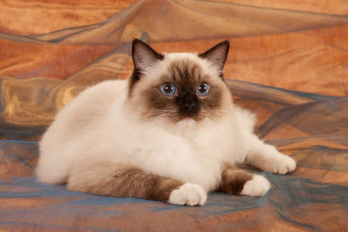 動物,犬,猫,しつけ,飼い方,育て方,病気,健康