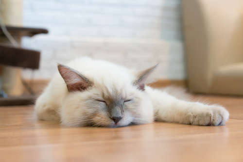 動物,犬,猫,しつけ,飼い方,育て方,病気,健康