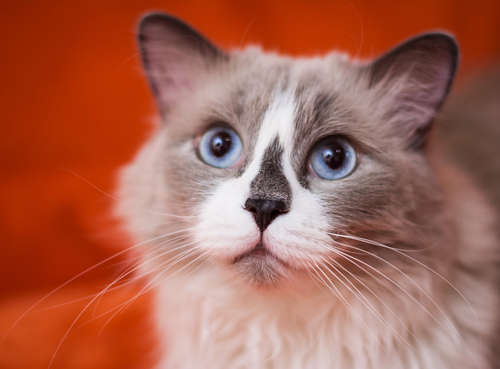 動物,犬,猫,しつけ,飼い方,育て方,病気,健康
