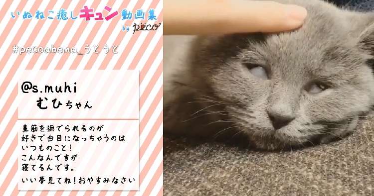動物,犬,猫,しつけ,飼い方,育て方,病気,健康
