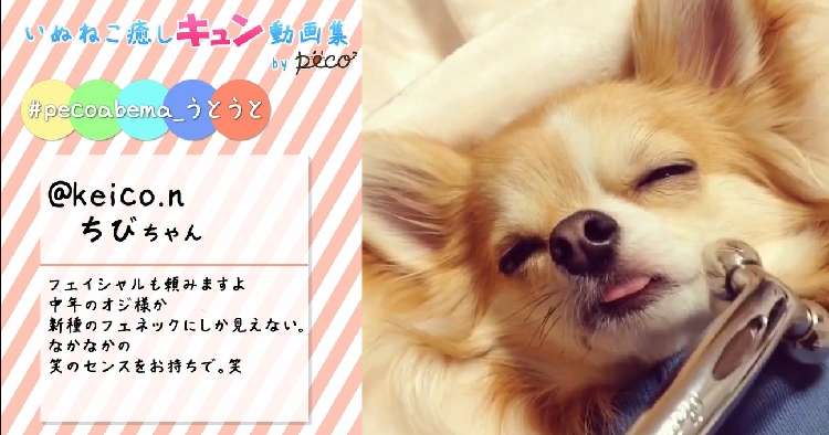 動物,犬,猫,しつけ,飼い方,育て方,病気,健康