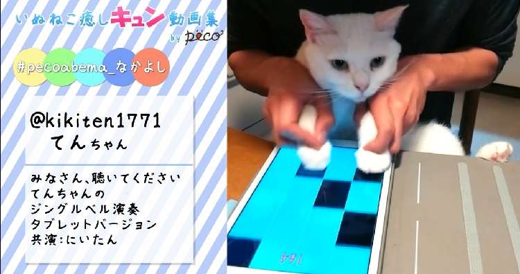 動物,犬,猫,しつけ,飼い方,育て方,病気,健康