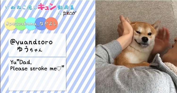動物,犬,猫,しつけ,飼い方,育て方,病気,健康