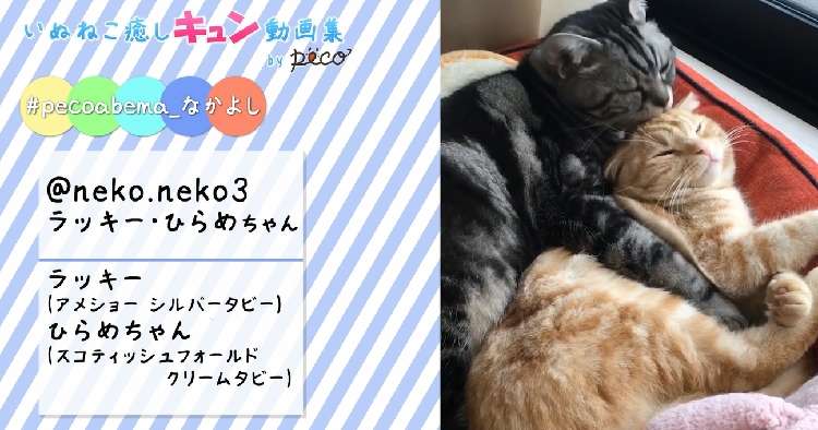 動物,犬,猫,しつけ,飼い方,育て方,病気,健康