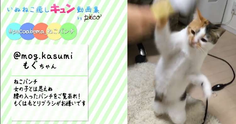 動物,犬,猫,しつけ,飼い方,育て方,病気,健康