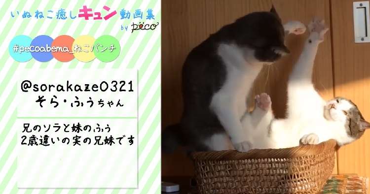 動物,犬,猫,しつけ,飼い方,育て方,病気,健康