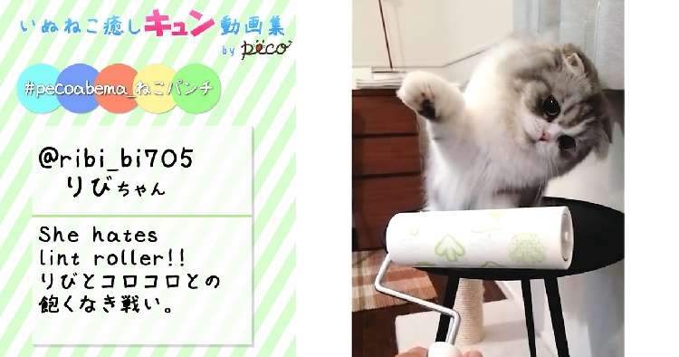 動物,犬,猫,しつけ,飼い方,育て方,病気,健康