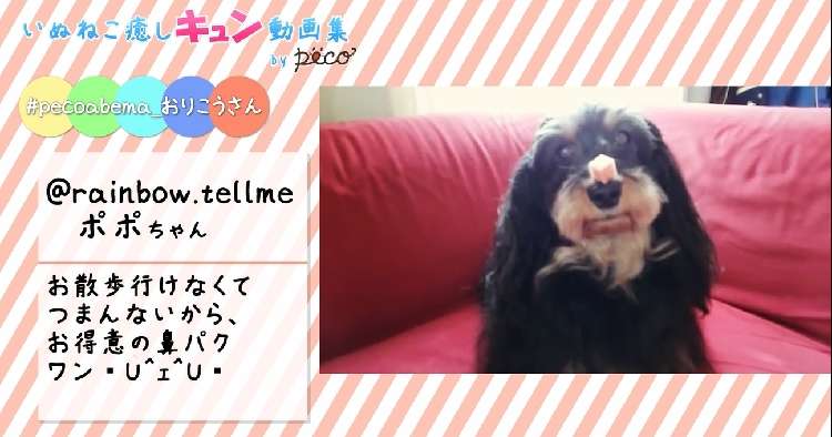 動物,犬,猫,しつけ,飼い方,育て方,病気,健康