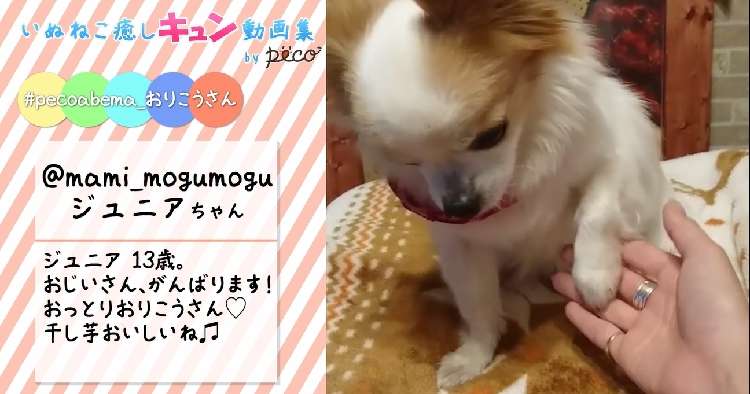 動物,犬,猫,しつけ,飼い方,育て方,病気,健康
