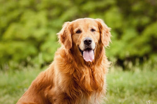 動物,犬,猫,しつけ,飼い方,育て方,病気,健康