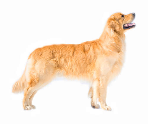 動物,犬,猫,しつけ,飼い方,育て方,病気,健康