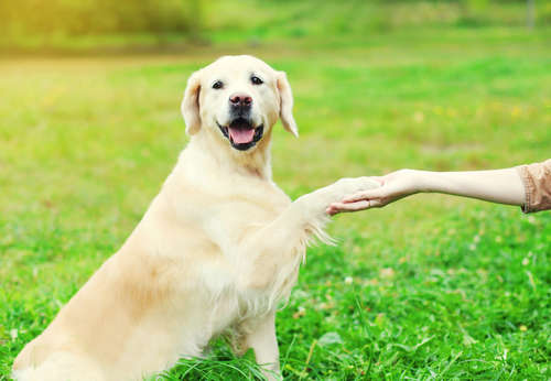 動物,犬,猫,しつけ,飼い方,育て方,病気,健康