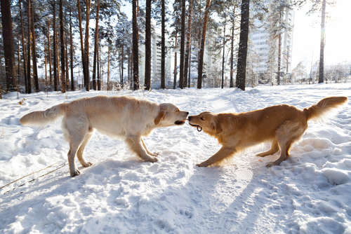 動物,犬,猫,しつけ,飼い方,育て方,病気,健康