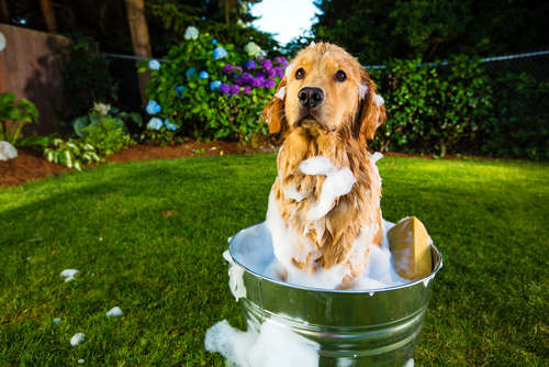 動物,犬,猫,しつけ,飼い方,育て方,病気,健康