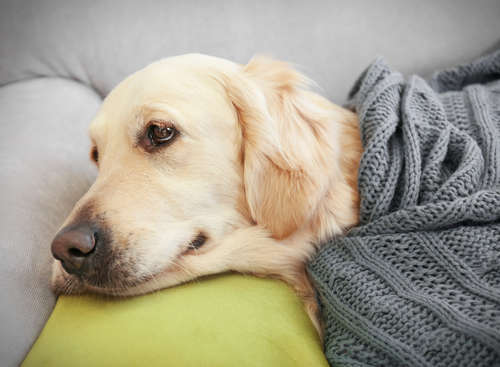 動物,犬,猫,しつけ,飼い方,育て方,病気,健康
