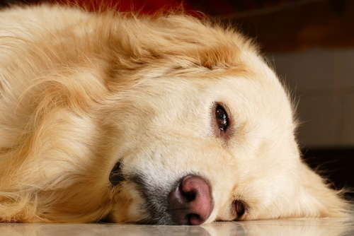 動物,犬,猫,しつけ,飼い方,育て方,病気,健康