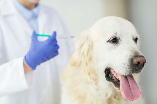 動物,犬,猫,しつけ,飼い方,育て方,病気,健康