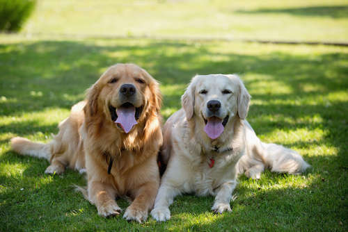 動物,犬,猫,しつけ,飼い方,育て方,病気,健康