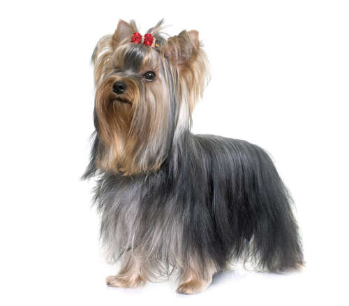 動物,犬,猫,しつけ,飼い方,育て方,病気,健康