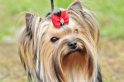 動物,犬,猫,しつけ,飼い方,育て方,病気,健康