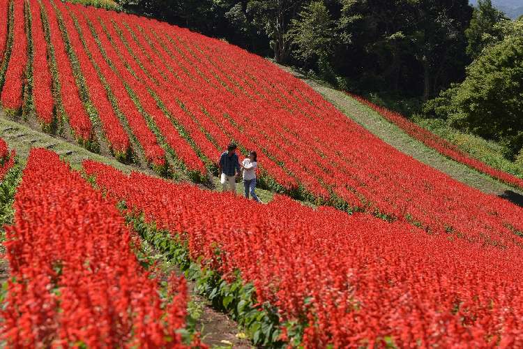 真っ赤な花畑は一見の価値ありです♪
