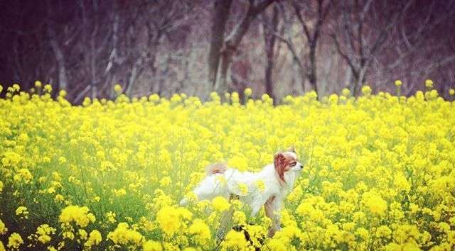 動物,犬,猫,しつけ,飼い方,育て方,病気,健康