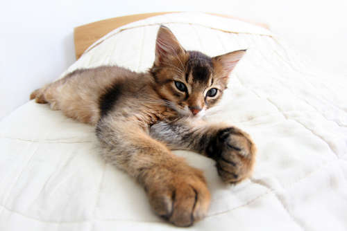 動物,犬,猫,しつけ,飼い方,育て方,病気,健康
