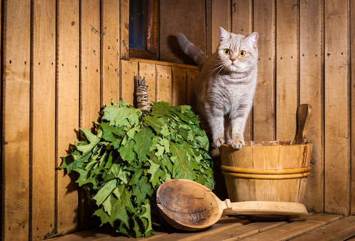 動物,犬,猫,しつけ,飼い方,育て方,病気,健康