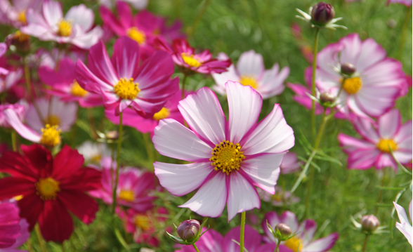 秋といえばやっぱりこのお花☆