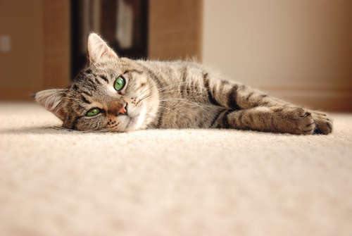 動物,犬,猫,しつけ,飼い方,育て方,病気,健康