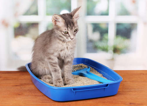 動物,犬,猫,しつけ,飼い方,育て方,病気,健康