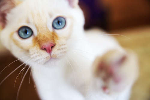 動物,犬,猫,しつけ,飼い方,育て方,病気,健康