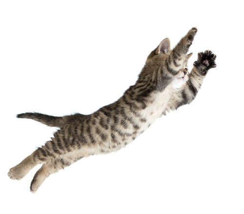 動物,犬,猫,しつけ,飼い方,育て方,病気,健康